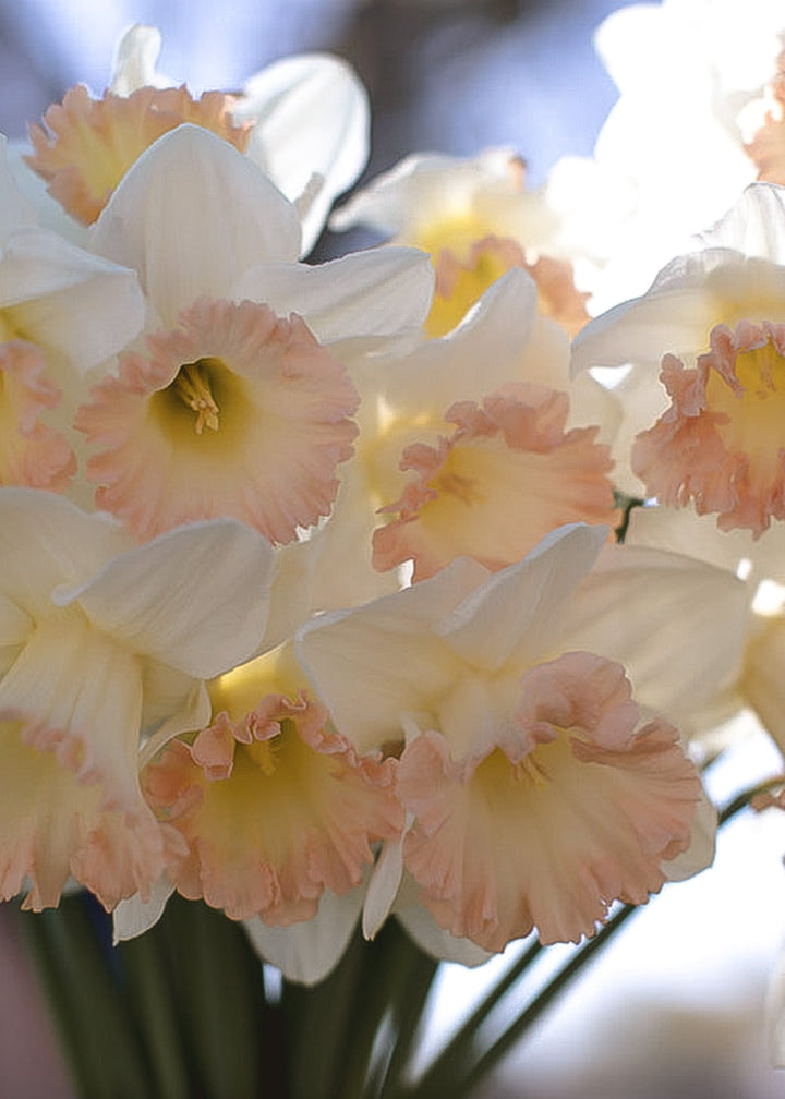 Daffodil/ Narcissus - British Gamble - Clementine Home Floral Gift