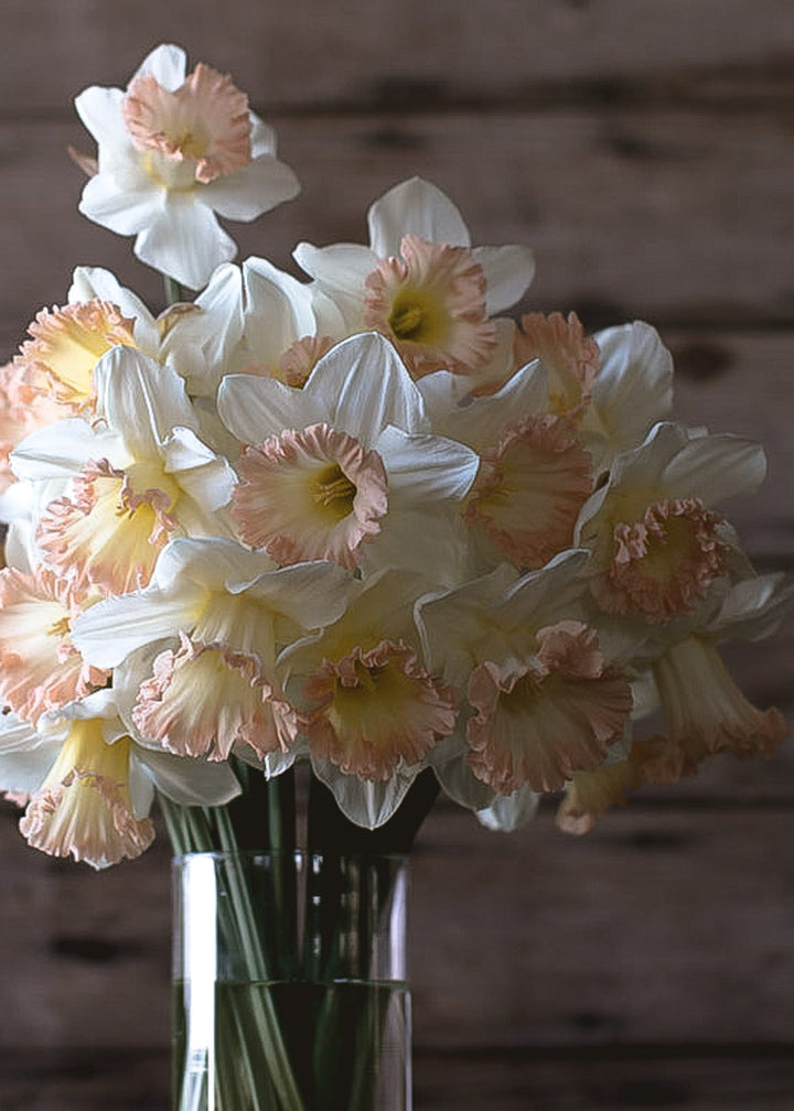 Daffodil/ Narcissus - British Gamble - Clementine Home Floral Gift