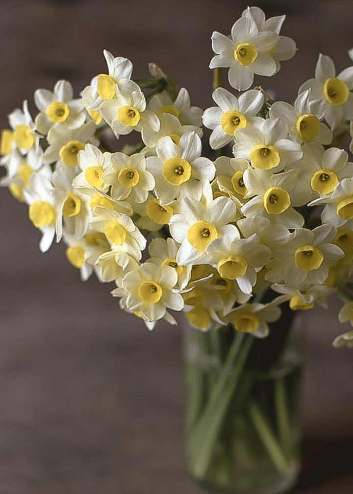 Daffodil/ Narcissus - Minnow - Clementine Home Floral Gift