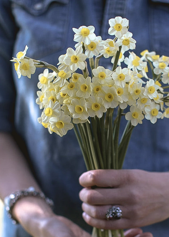 Daffodil/ Narcissus - Minnow - Clementine Home Floral Gift