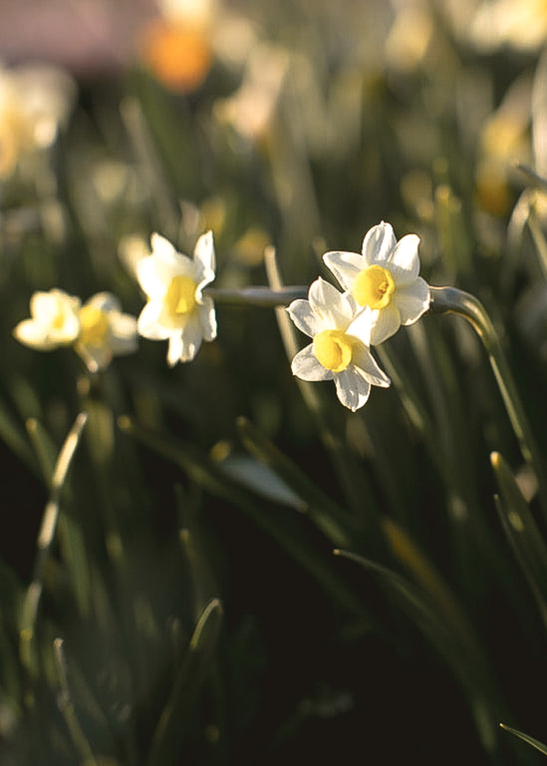 Daffodil/ Narcissus - Minnow - Clementine Home Floral Gift