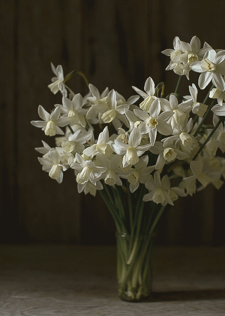 Daffodil/ Narcissus - Sailboat - Clementine Home Floral Gift