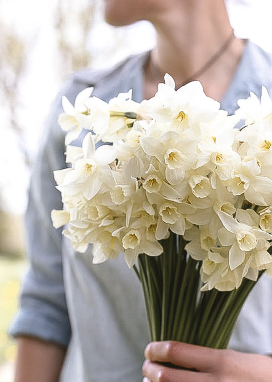 Daffodil/ Narcissus - Sailboat - Clementine Home Floral Gift