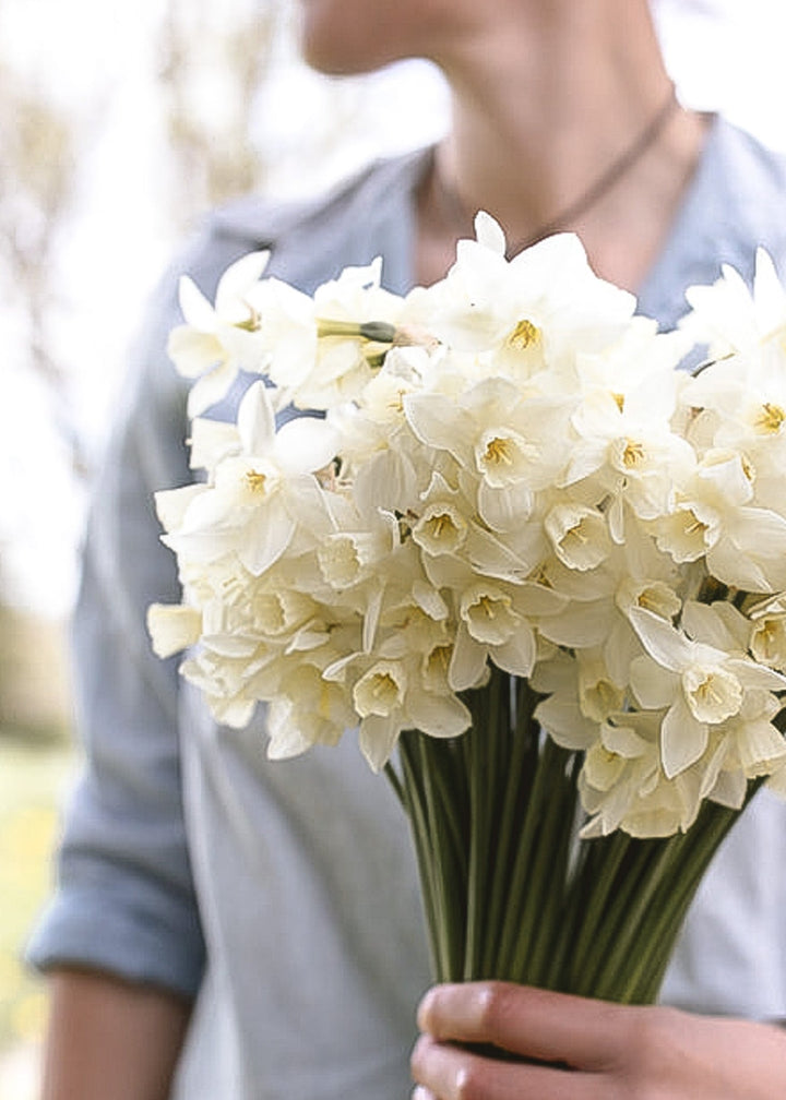 Daffodil/ Narcissus - Sailboat - Clementine Home Floral Gift