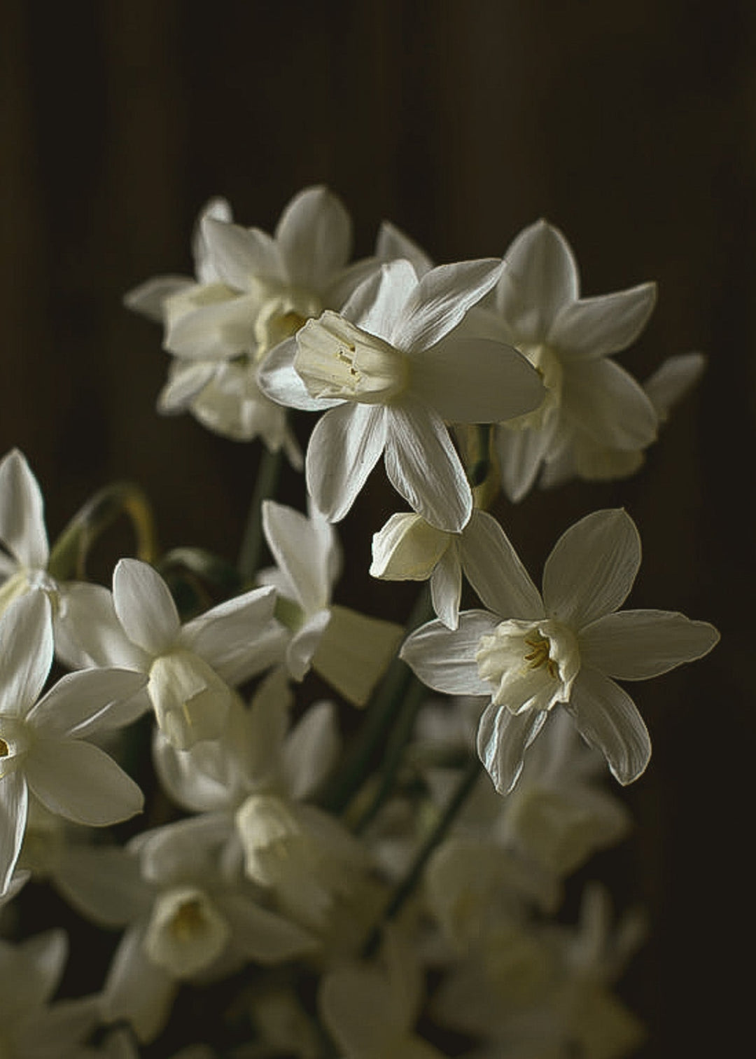 Daffodil/ Narcissus - Sailboat - Clementine Home Floral Gift