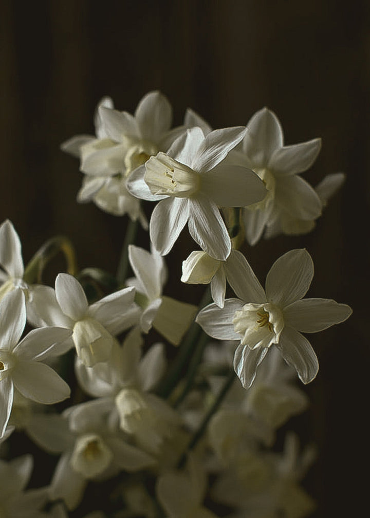 Daffodil/ Narcissus - Sailboat - Clementine Home Floral Gift