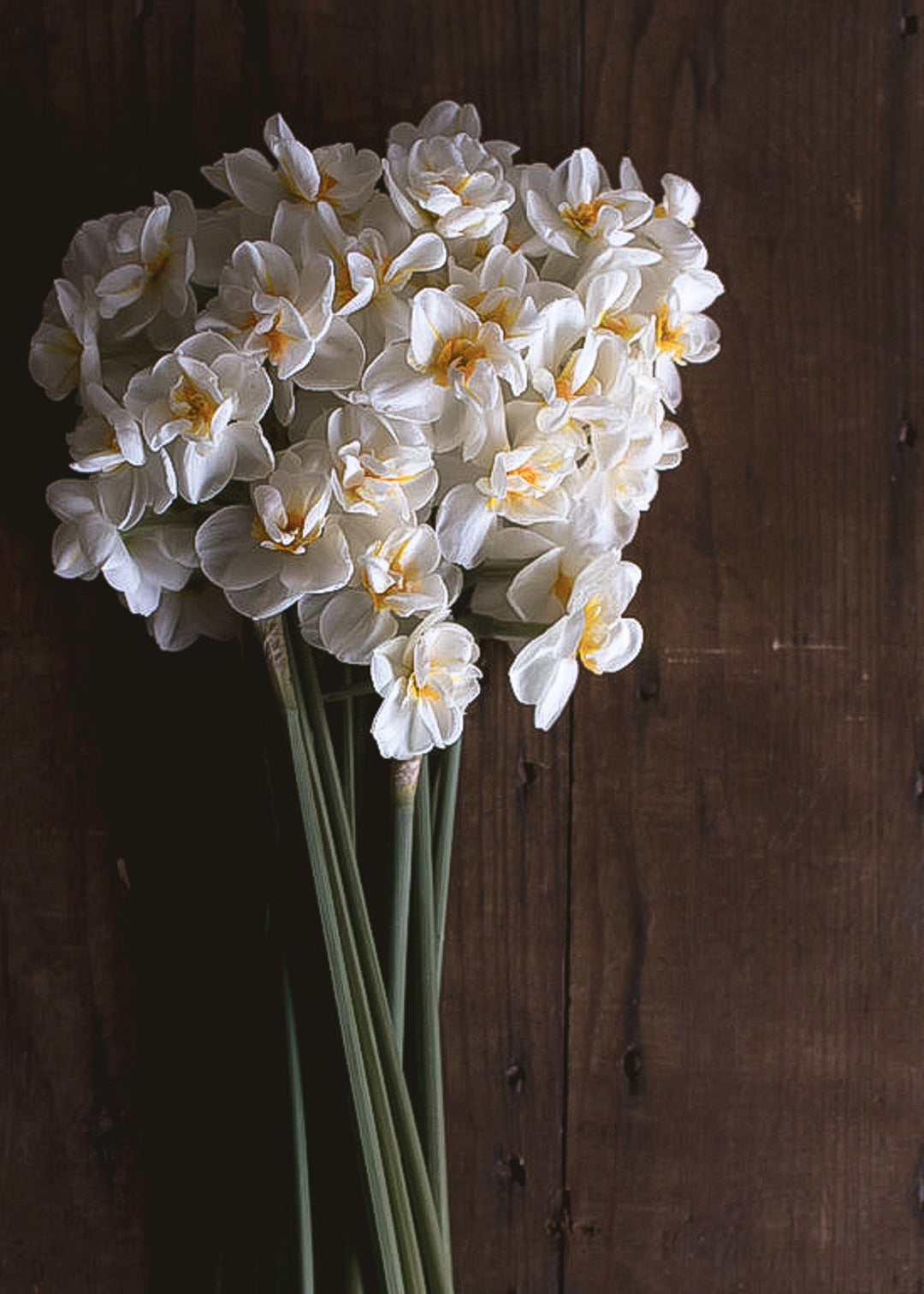 Daffodil/ Narcissus - Sir Winston Churchill - Clementine Home Floral Gift
