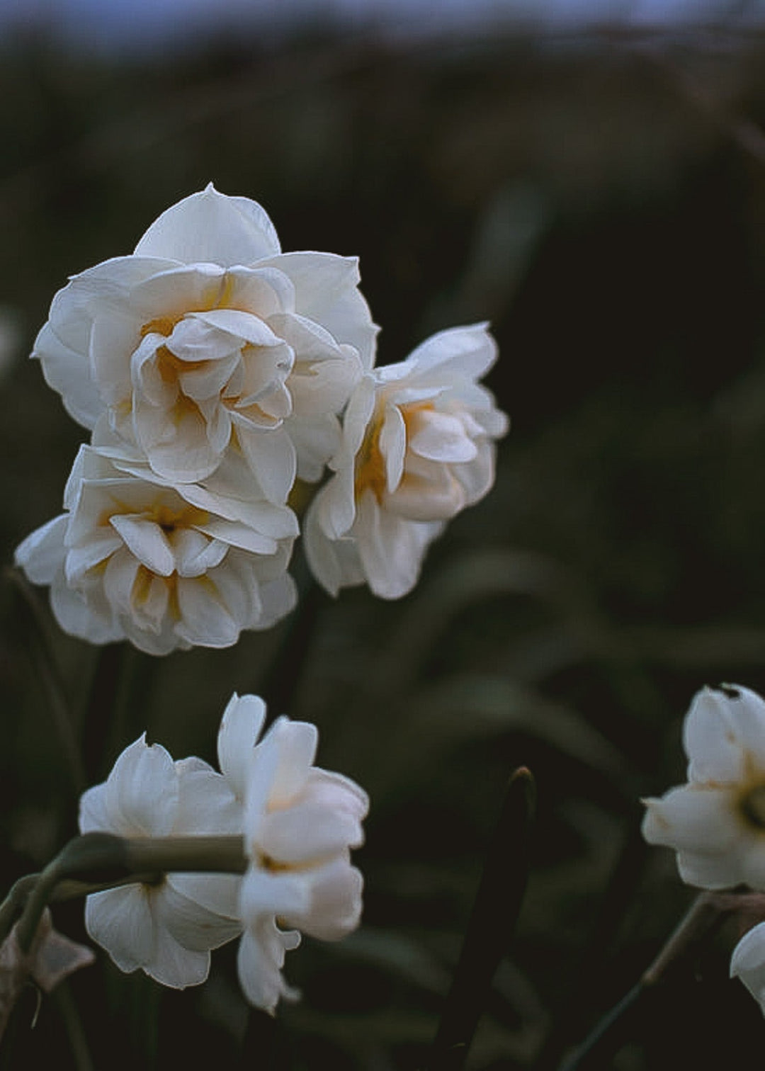 Daffodil/ Narcissus - Sir Winston Churchill - Clementine Home Floral Gift