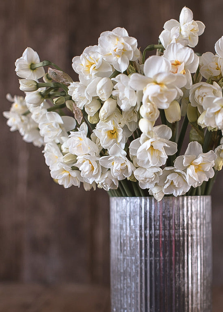 Daffodil/ Narcissus - Sir Winston Churchill - Clementine Home Floral Gift