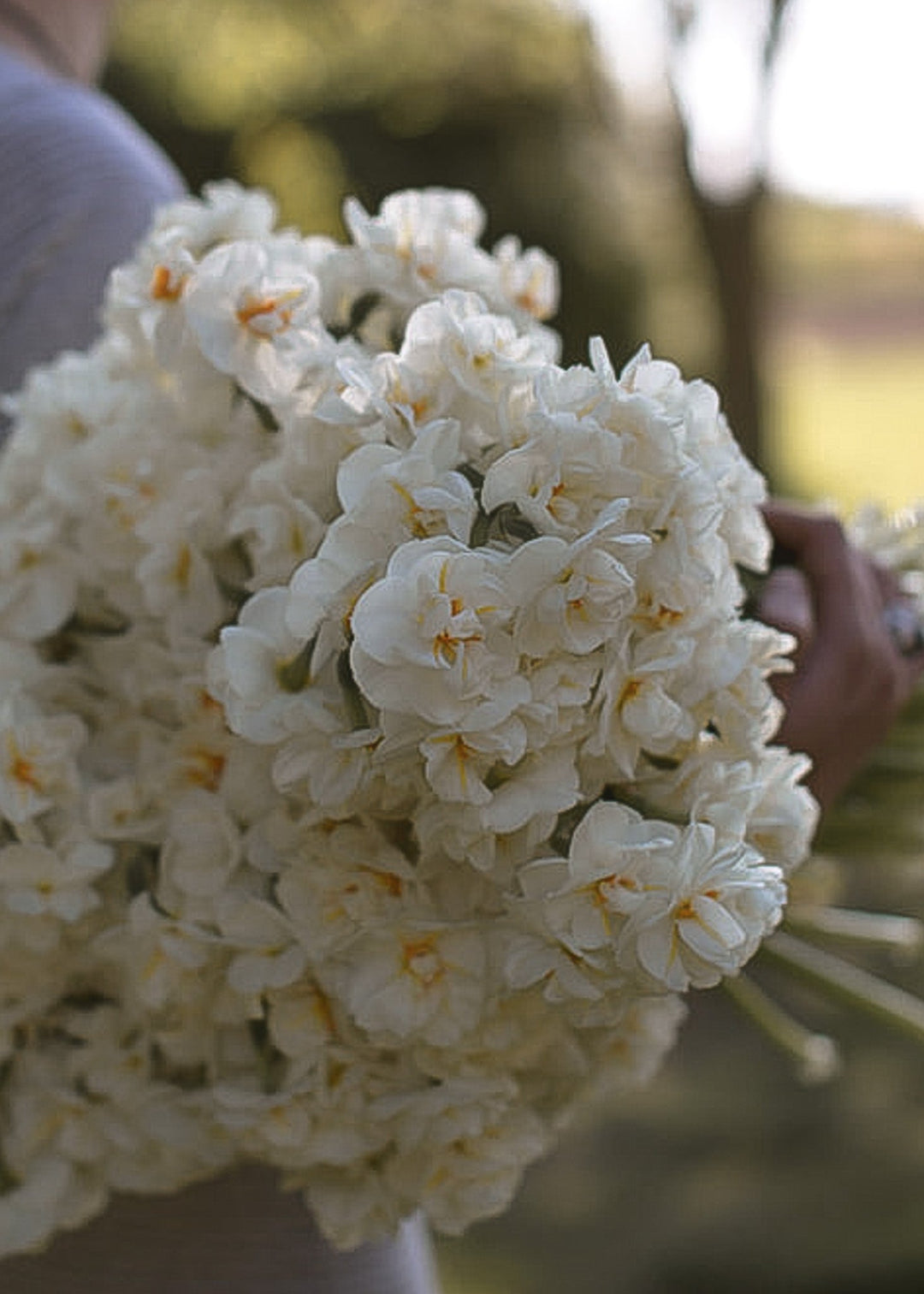 Daffodil/ Narcissus - Sir Winston Churchill - Clementine Home Floral Gift