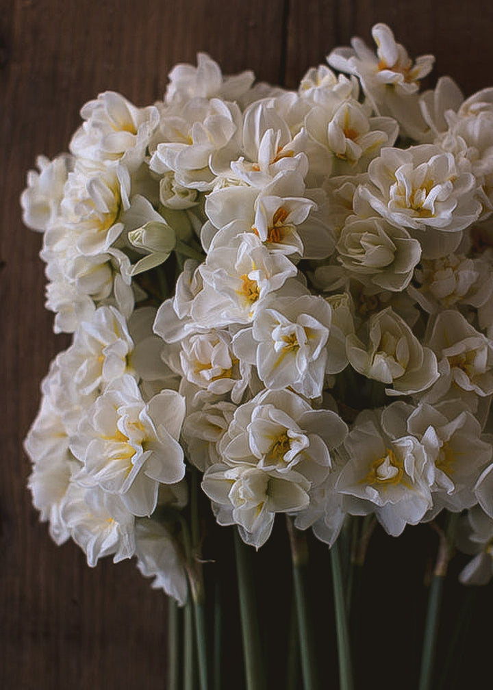 Daffodil/ Narcissus - Sir Winston Churchill - Clementine Home Floral Gift