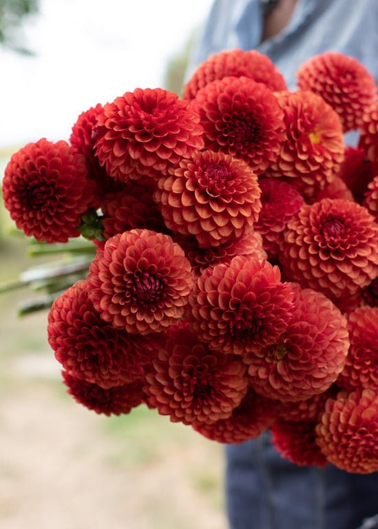 Dahlia ‘Brown Sugar’ - Clementine Home Floral Gift