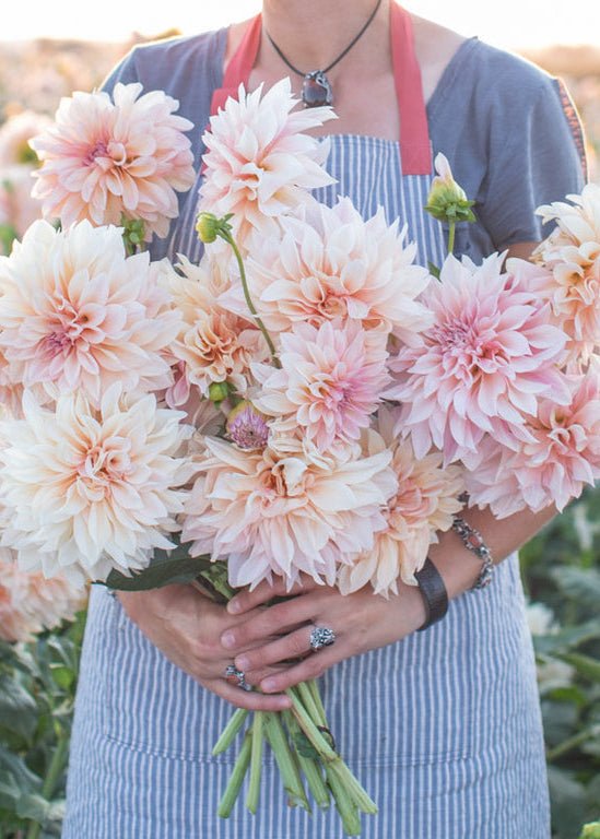 Dahlia ‘Café au Lait’ - Clementine Home Floral Gift