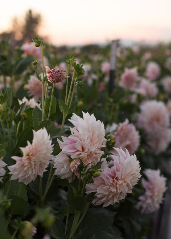 Dahlia ‘Café au Lait’ - Clementine Home Floral Gift