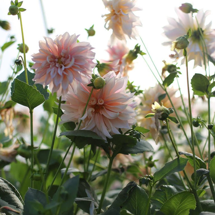 Dahlia ‘Café au Lait’ - Clementine Home Floral Gift