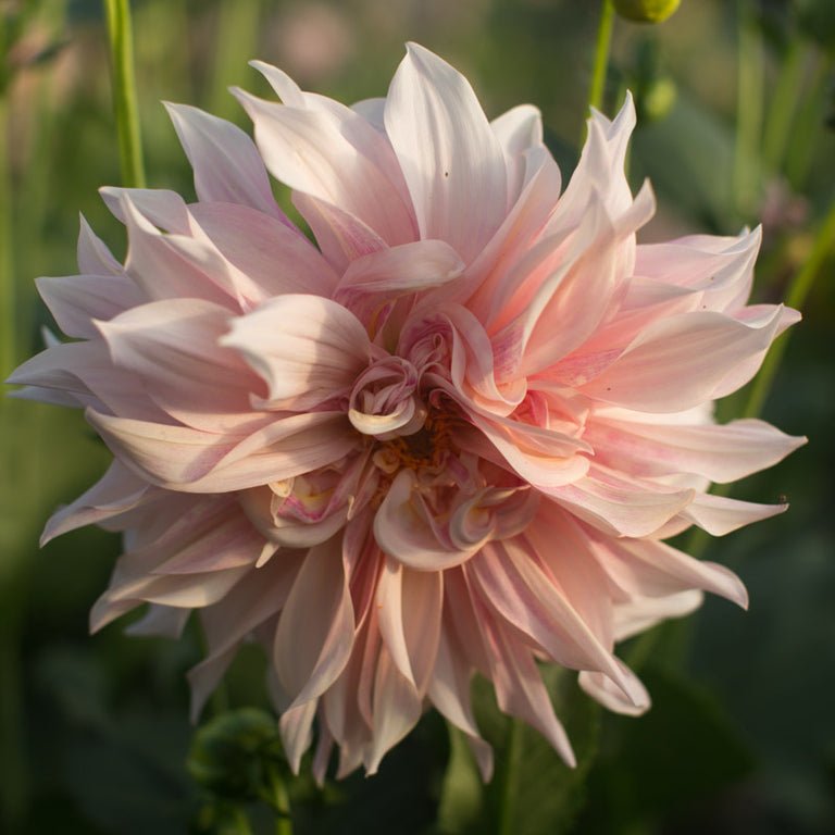 Dahlia ‘Café au Lait’ - Clementine Home Floral Gift