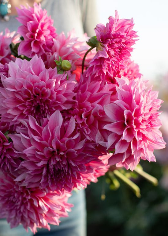 Dahlia ‘Café au Lait Rose’ - Clementine Home Floral Gift