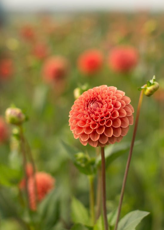 Dahlia ‘Cornel Bronze’ - Clementine Home Floral Gift