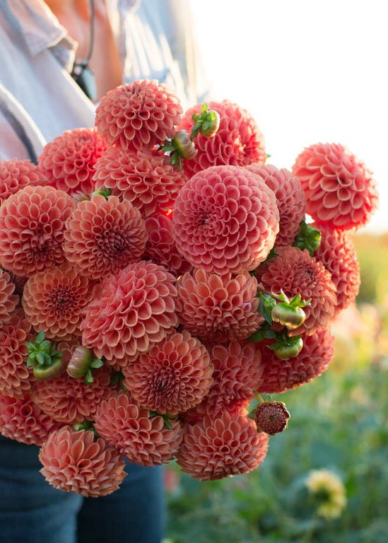 Dahlia ‘Cornel Bronze’ - Clementine Home Floral Gift