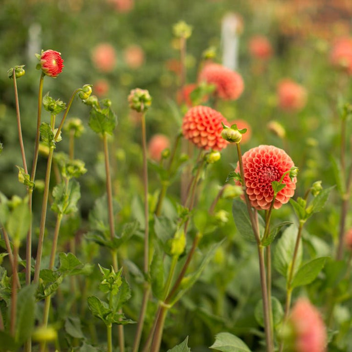 Dahlia ‘Cornel Bronze’ - Clementine Home Floral Gift