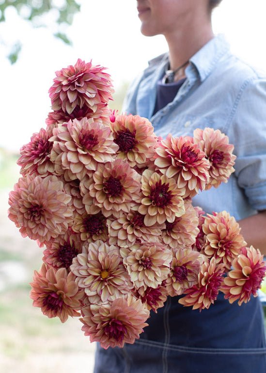 Dahlia ‘Crème de Cognac’ - Clementine Home Floral Gift