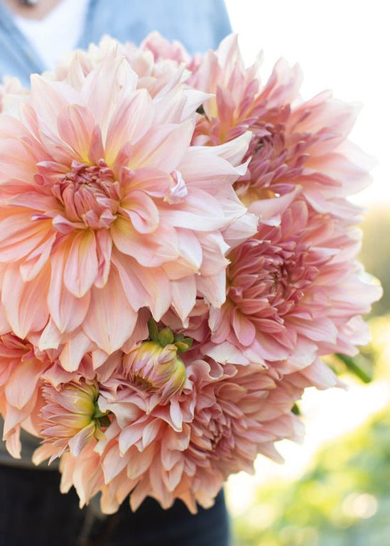 Dahlia ‘Fairway Pilot’ - Clementine Home Floral Gift