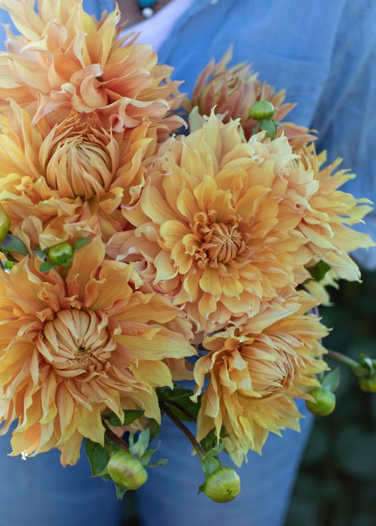 Dahlia ‘Hamari Gold’ - Clementine Home Floral Gift