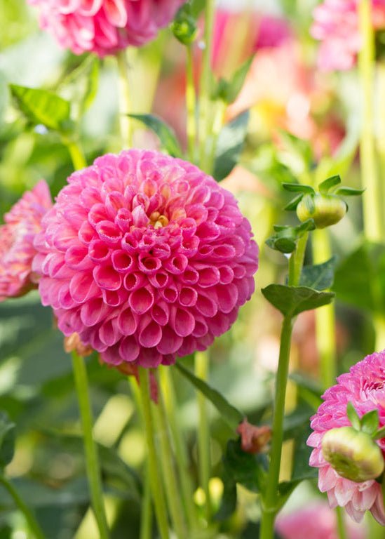 Dahlia ‘Jowey Frambo’ - Clementine Home Floral Gift