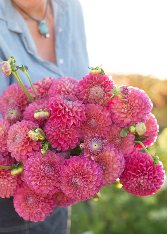 Dahlia ‘Jowey Frambo’ - Clementine Home Floral Gift