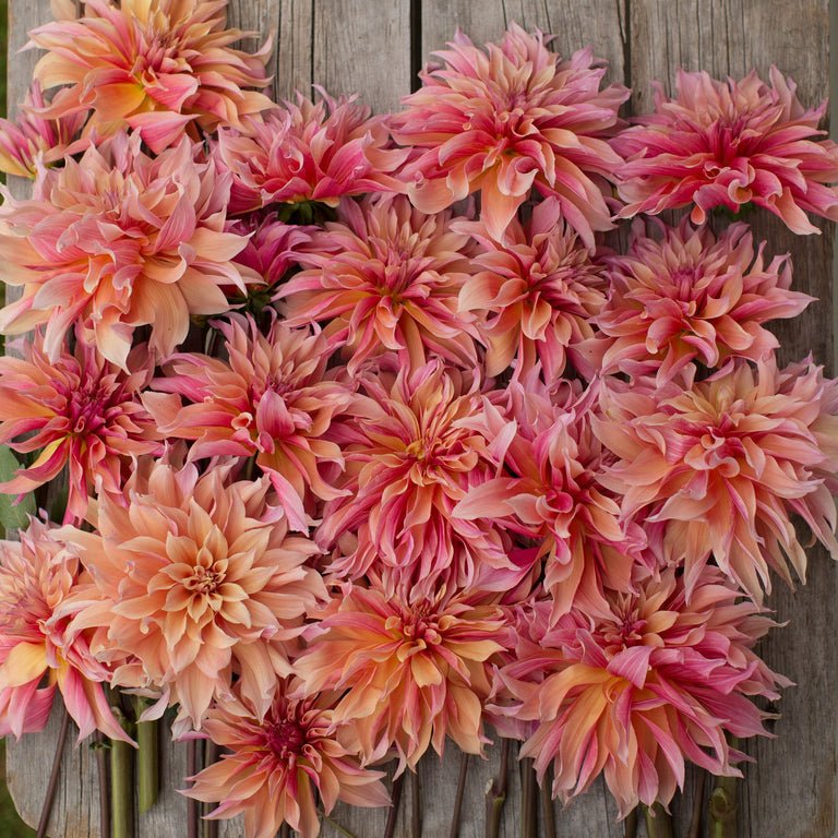 Dahlia ‘Labyrinth’ - Clementine Home Floral Gift