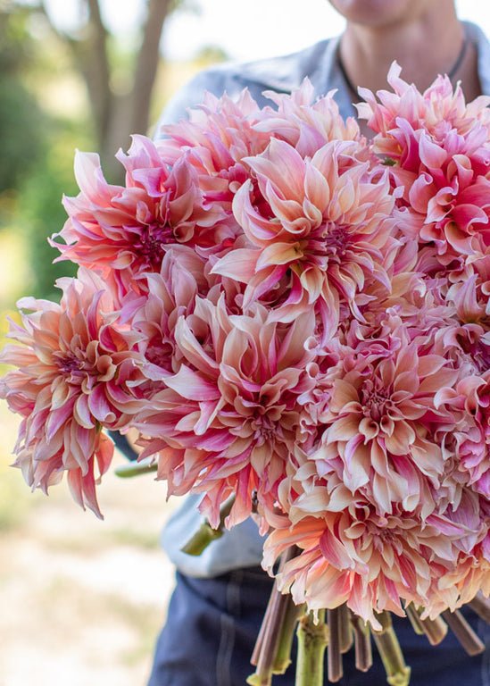Dahlia ‘Labyrinth’ - Clementine Home Floral Gift