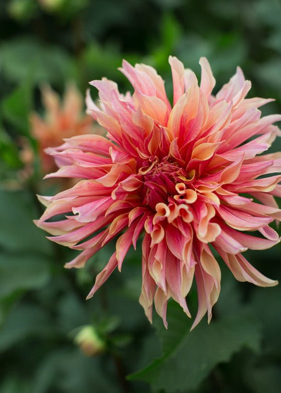 Dahlia ‘Labyrinth’ - Clementine Home Floral Gift
