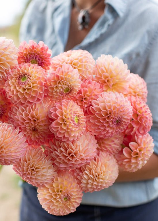 Dahlia ‘L.A.T.E.’ - Clementine Home Floral Gift