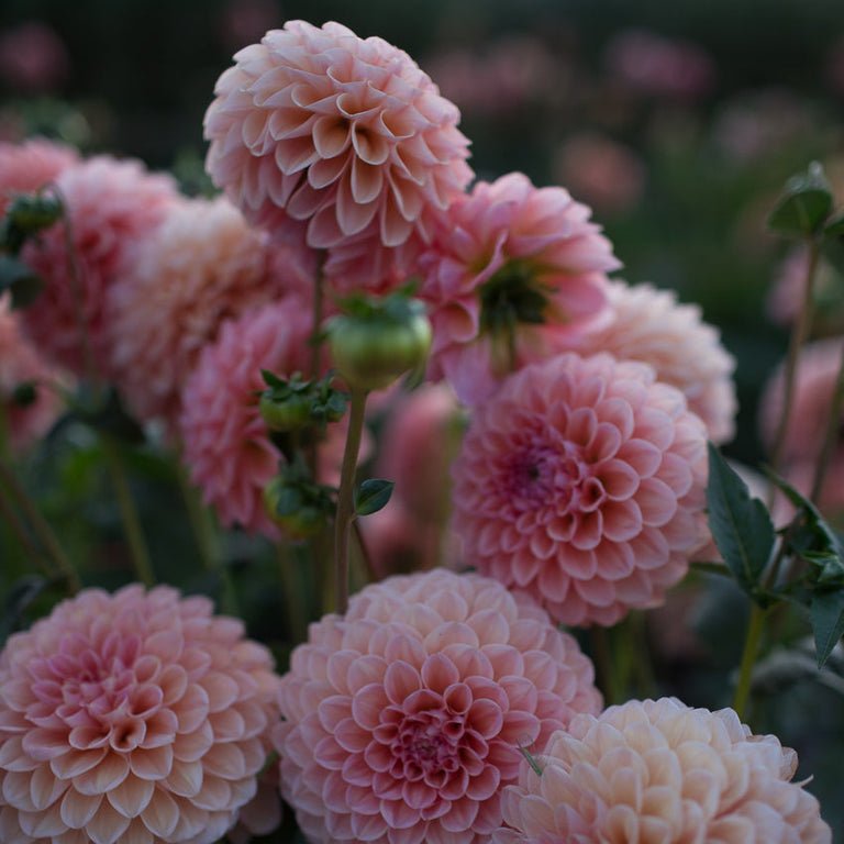 Dahlia ‘Linda’s Baby’ - Clementine Home Floral Gift