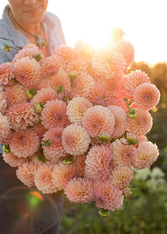 Dahlia ‘Linda’s Baby’ - Clementine Home Floral Gift