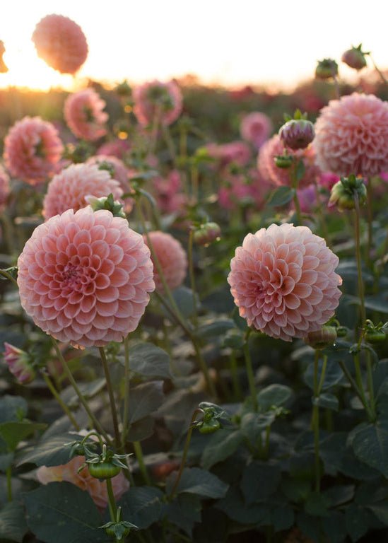 Dahlia ‘Linda’s Baby’ - Clementine Home Floral Gift