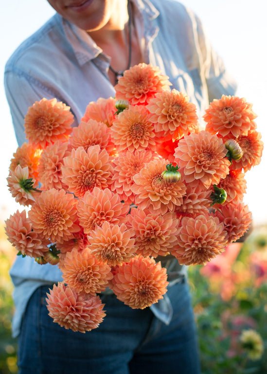 Dahlia ‘Maarn’ - Clementine Home Floral Gift