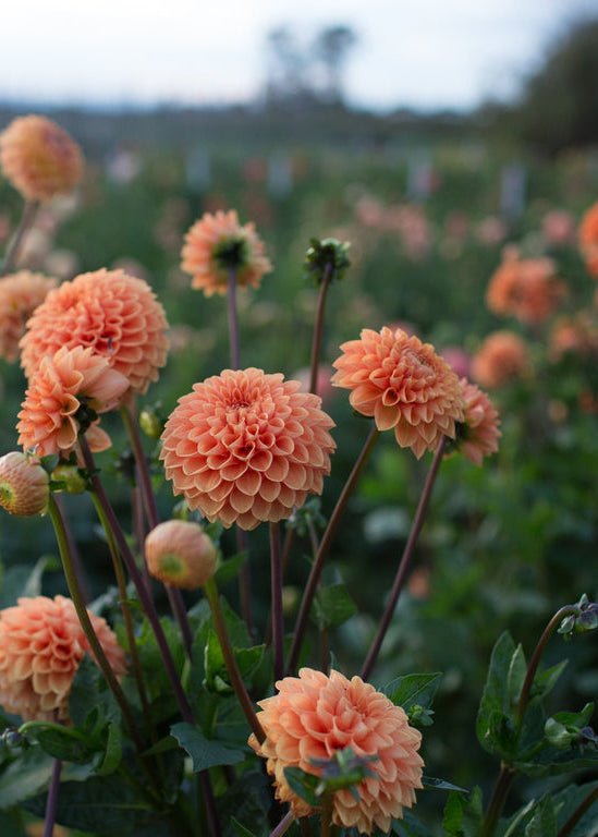 Dahlia ‘Maarn’ - Clementine Home Floral Gift