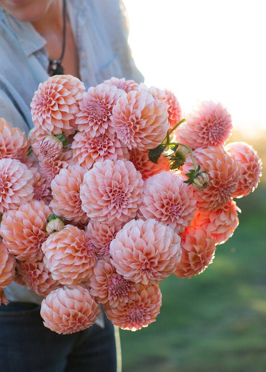 Dahlia ‘Peaches N’ Cream’ - Clementine Home Floral Gift