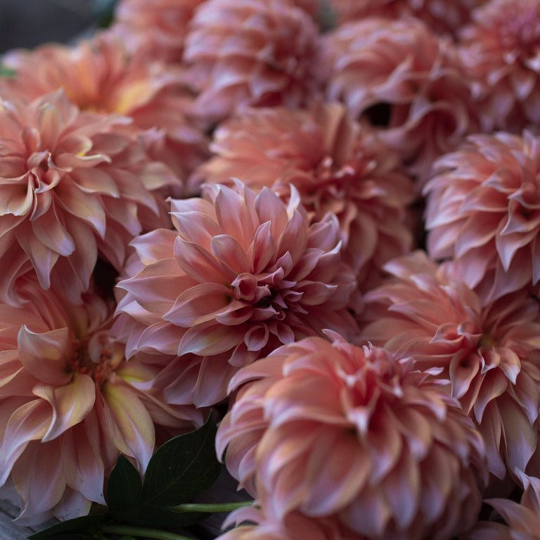 Dahlia ‘Peaches N’ Cream’ - Clementine Home Floral Gift