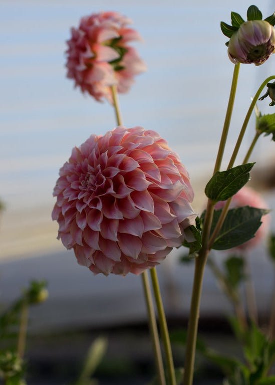 Dahlia ‘Peaches N’ Cream’ - Clementine Home Floral Gift