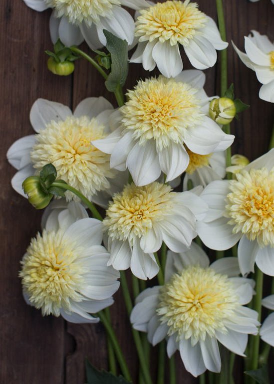 Dahlia ‘Platinum Blonde’ - Clementine Home Floral Gift