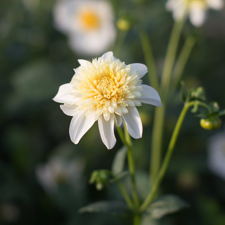 Dahlia ‘Platinum Blonde’ - Clementine Home Floral Gift