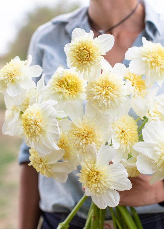 Dahlia ‘Platinum Blonde’ - Clementine Home Floral Gift