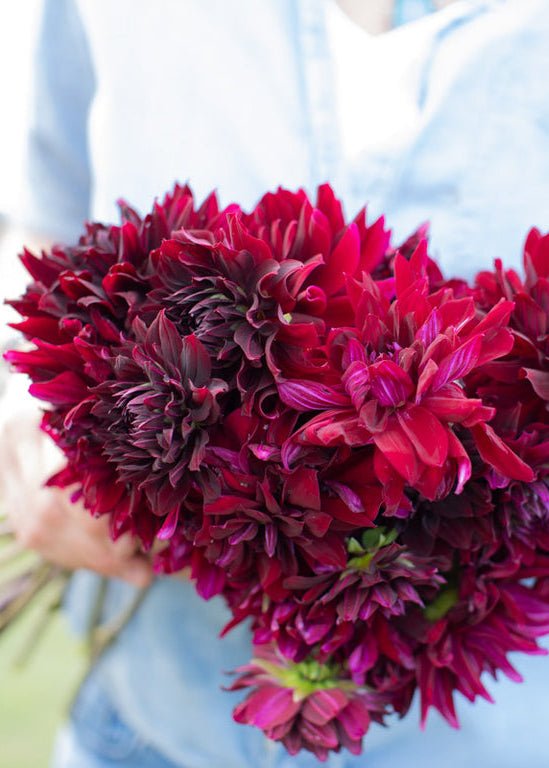 Dahlia ‘Rip City’ - Clementine Home Floral Gift