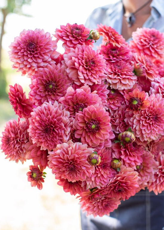 Dahlia ‘Salmon Runner’ - Clementine Home Floral Gift