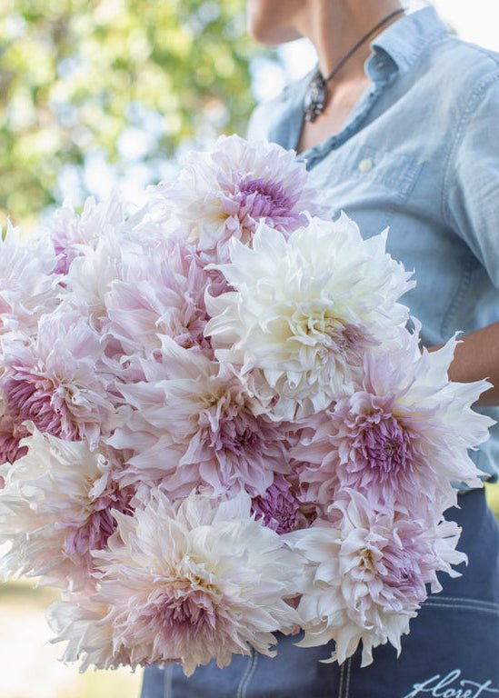 Dahlia ‘Shiloh Noelle’ - Clementine Home Floral Gift
