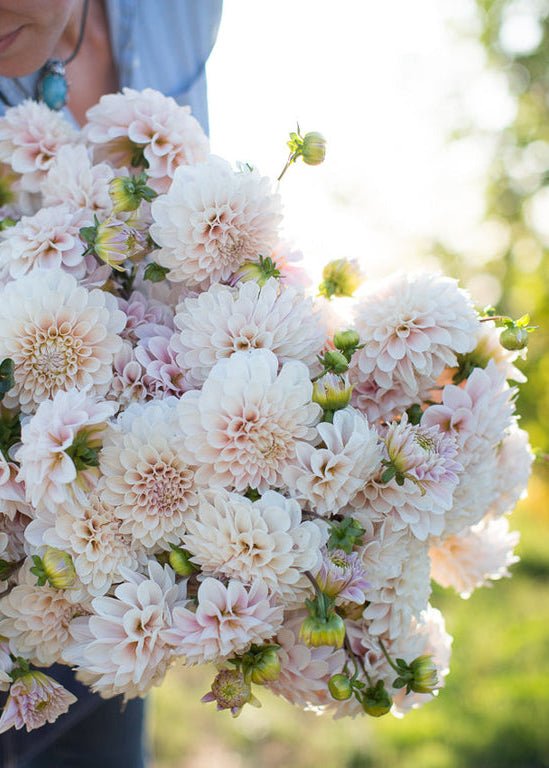 Dahlia ‘Sweet Nathalie’ - Clementine Home Floral Gift