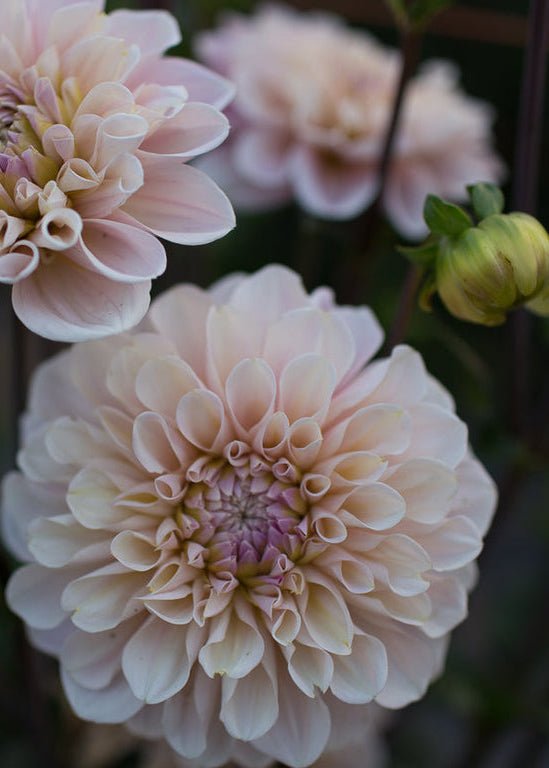 Dahlia ‘Sweet Nathalie’ - Clementine Home Floral Gift