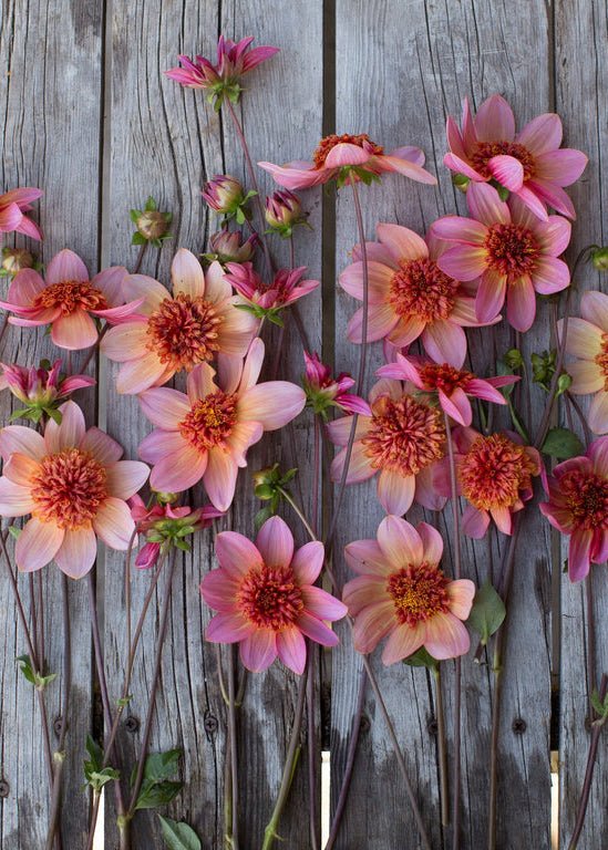 Dahlia ‘Totally Tangerine’ - Clementine Home Floral Gift